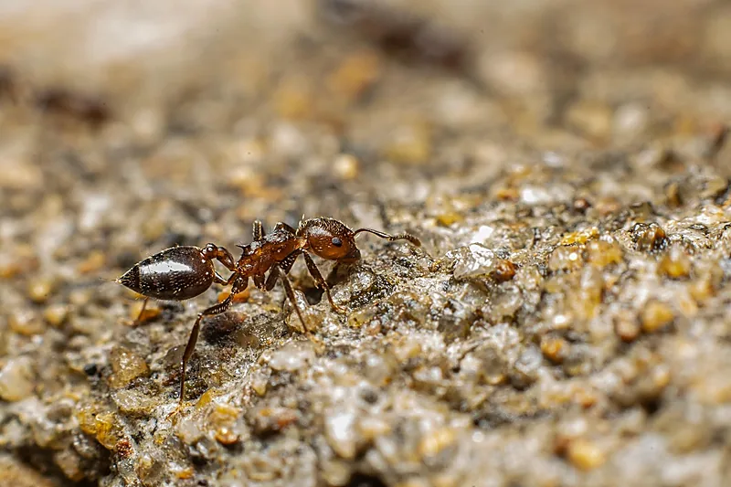 Ant removal service