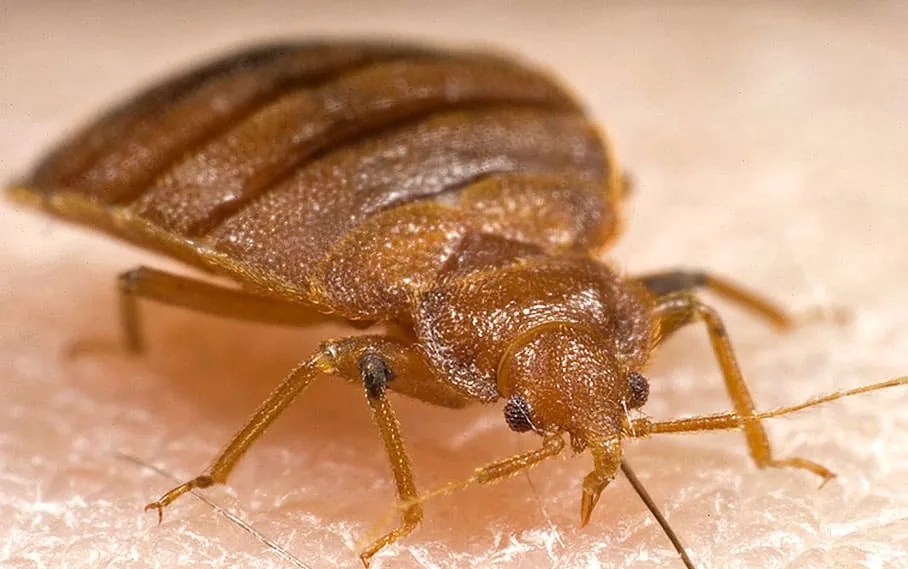 Bed bug treatment service