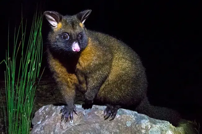 Possum removal service